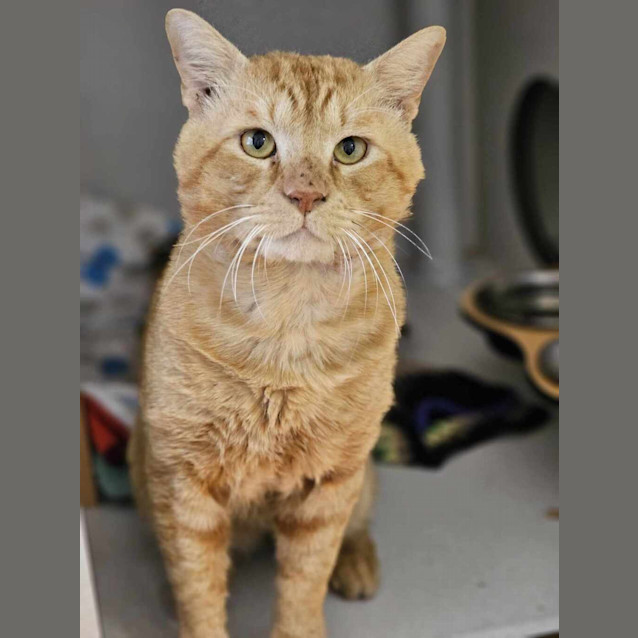 Photo of The Admiral