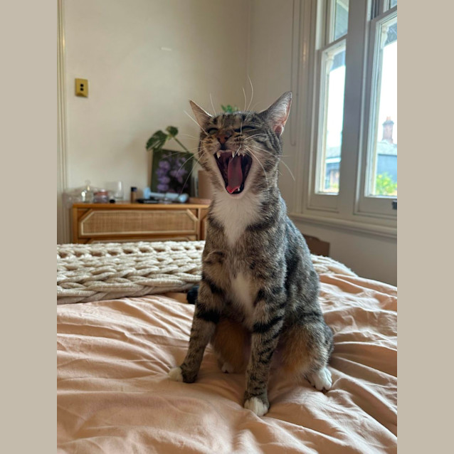 Photo of Tabitha *9 Lives Project Rescue*