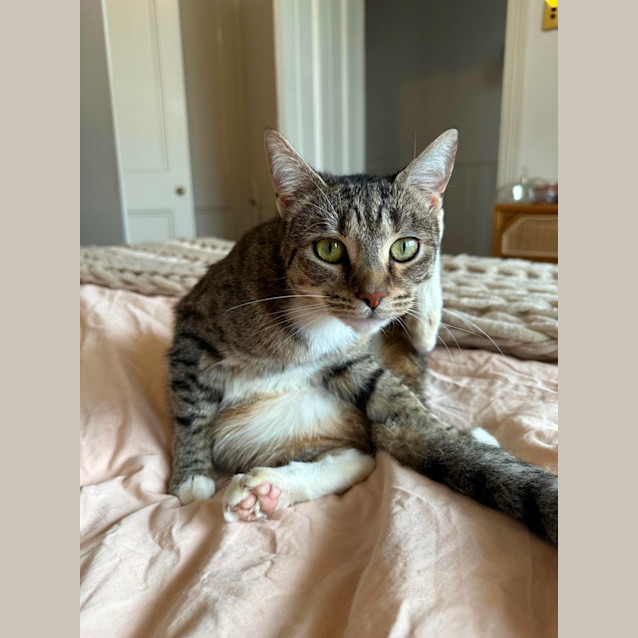 Photo of Tabitha *9 Lives Project Rescue*