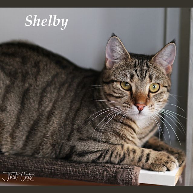 Photo of Shelby