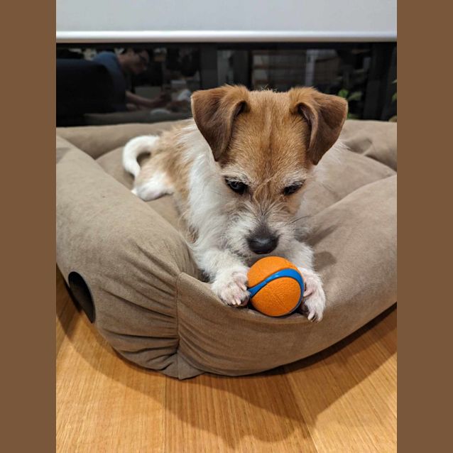 Photo of Ollie & Coco