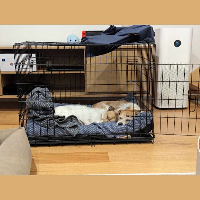 Photo of Ollie & Coco