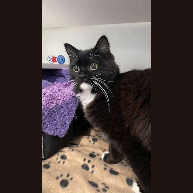 Photo of Luna