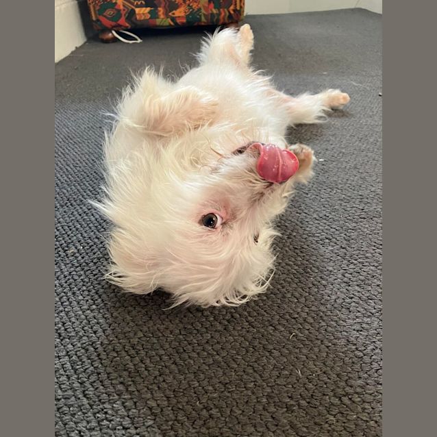 Photo of Cannoli