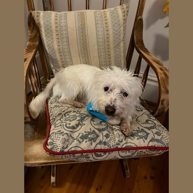 Photo of Cannoli