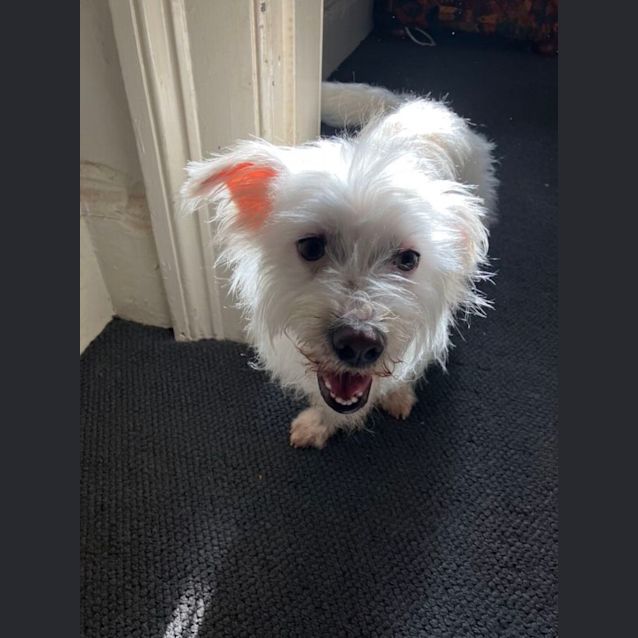Photo of Cannoli