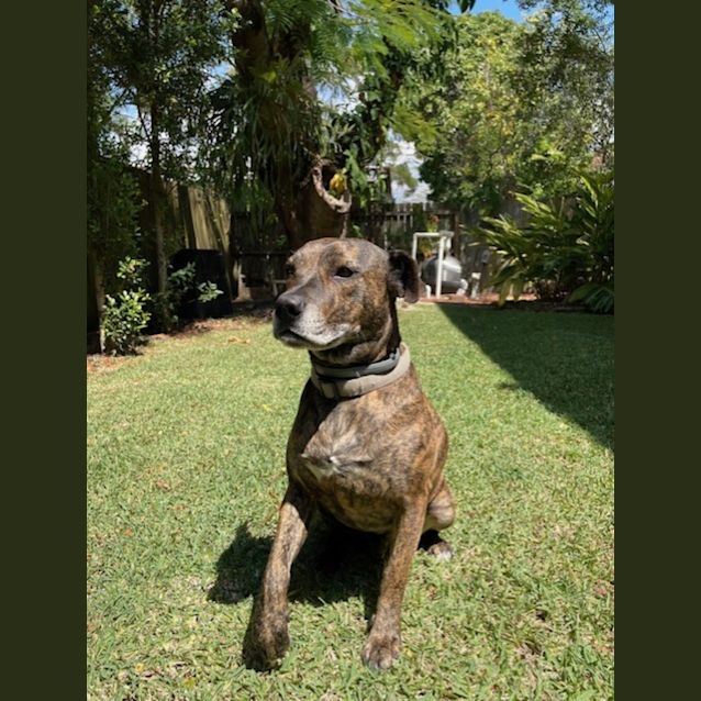 Photo of Bear