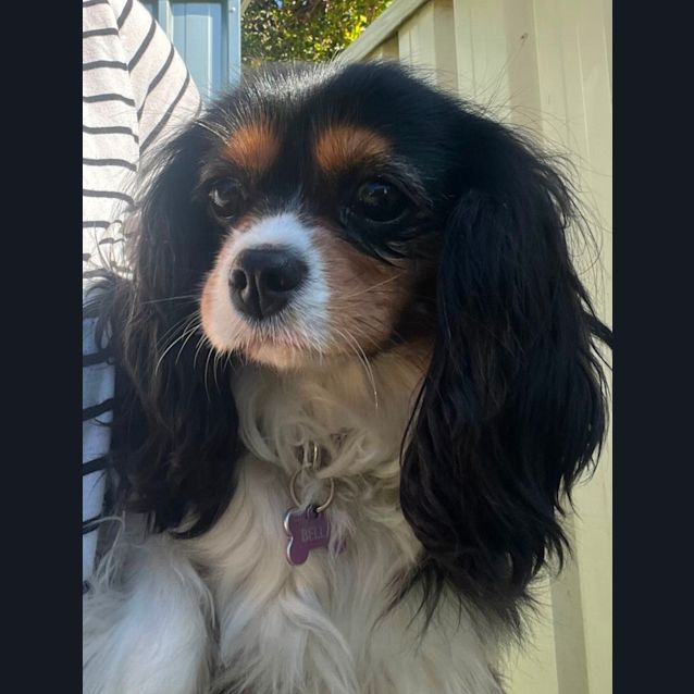 Photo of Bella And Benji