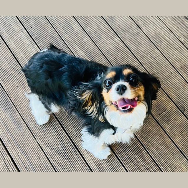 Photo of Bella And Benji