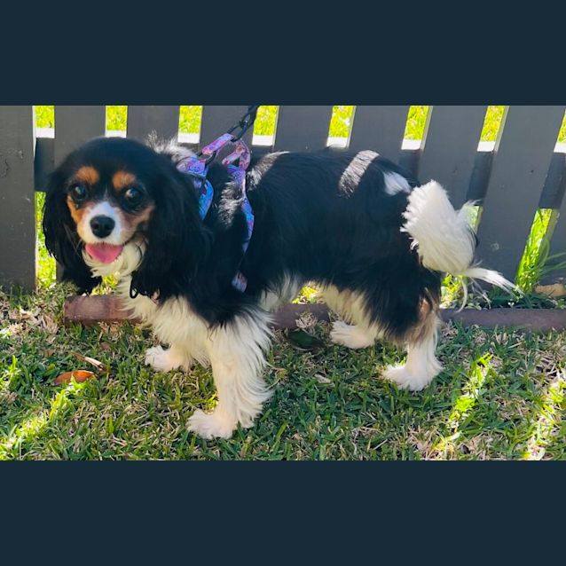 Photo of Bella And Benji