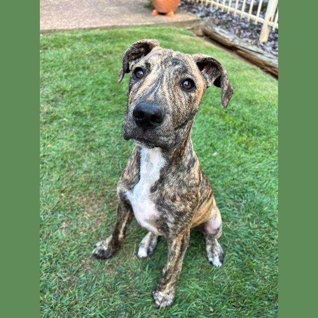 Photo of Jaffa *$150 Adoption Fee*