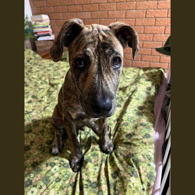 Photo of Jaffa *$150 Adoption Fee*