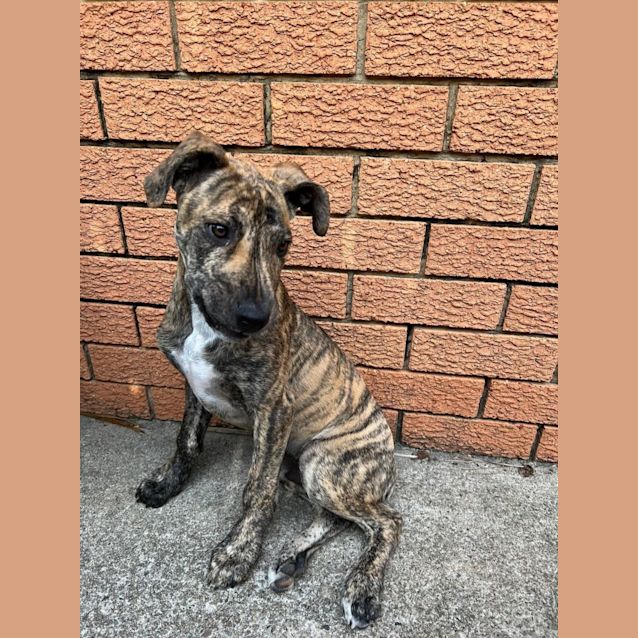 Photo of Jaffa *$150 Adoption Fee*