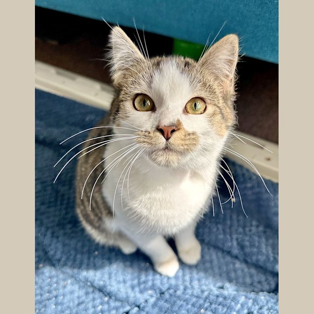 Photo of Croissant 