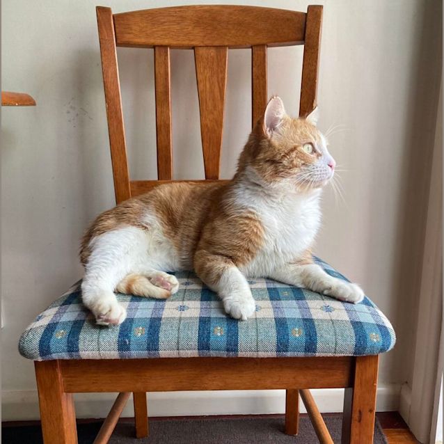 Photo of Valentino *9 Lives Project Rescue*