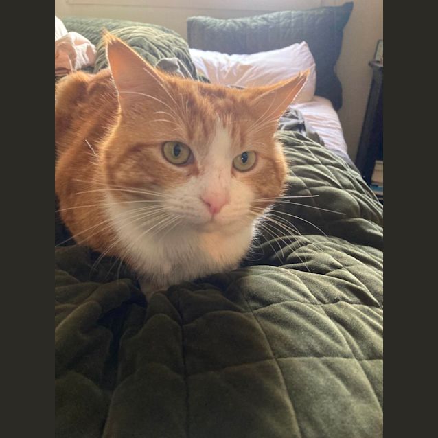 Photo of Valentino *9 Lives Project Rescue*