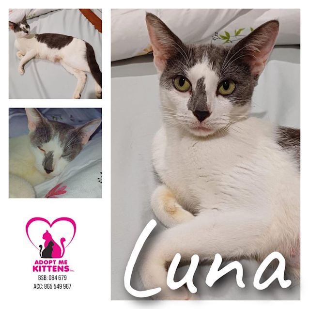 Photo of Luna