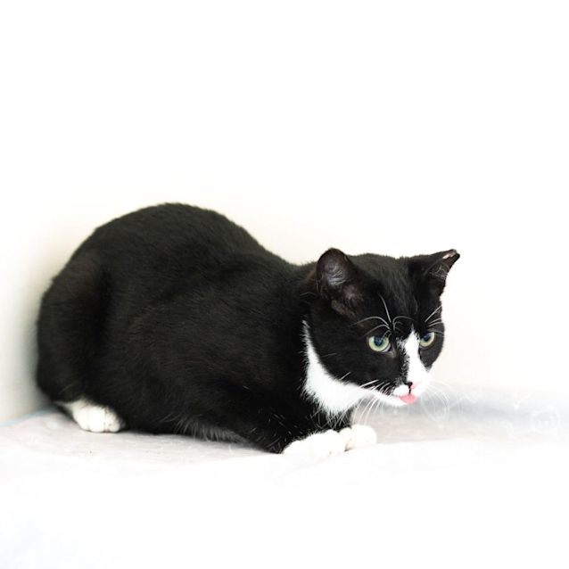 Photo of Felix 