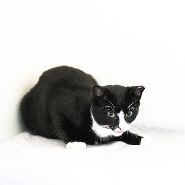 Photo of Felix 