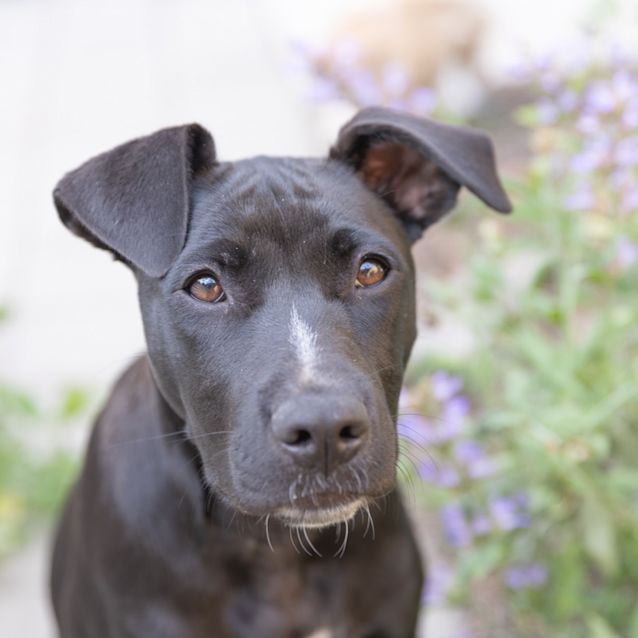 Photo of Remy