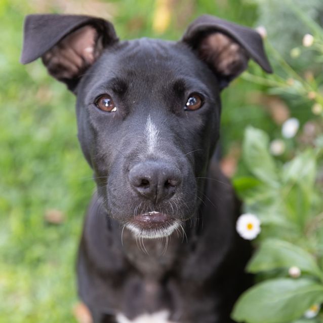 Photo of Remy