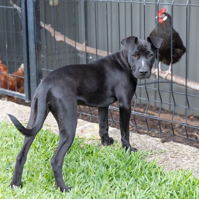 Photo of Remy