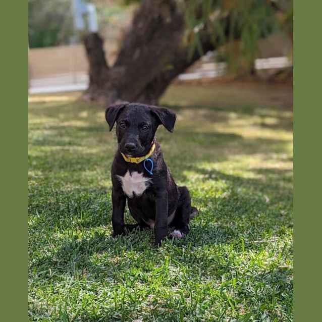 Photo of Astro