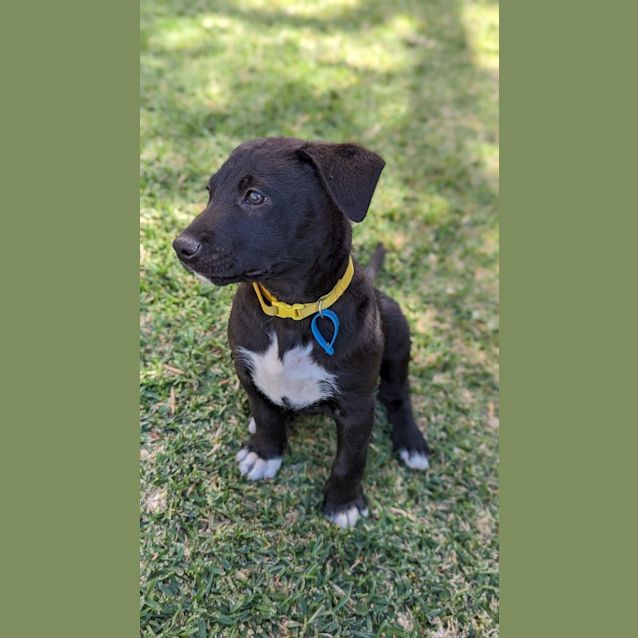 Photo of Astro
