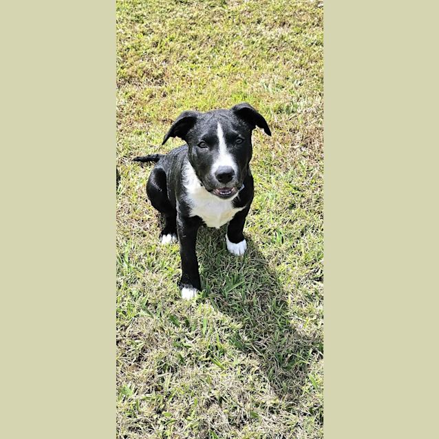 Photo of Cosmo