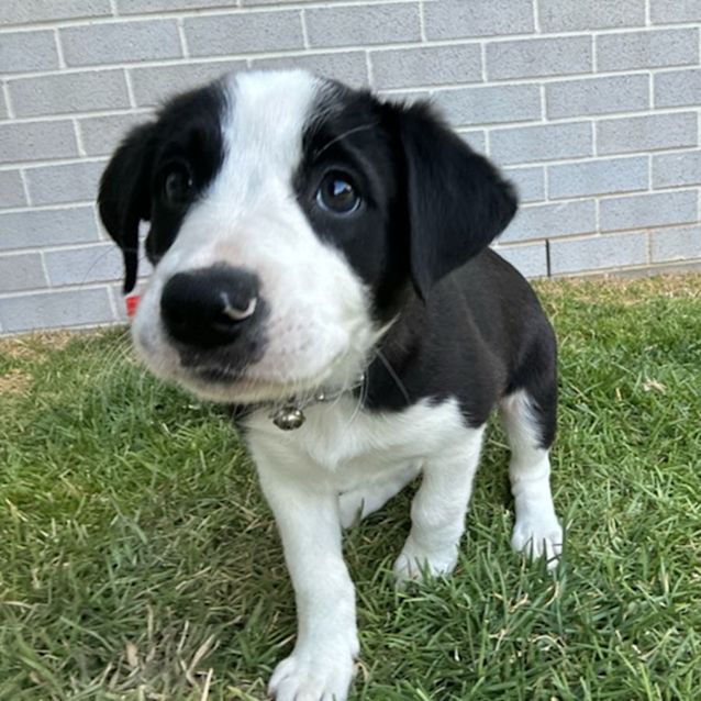 Black lavender hot sale dog