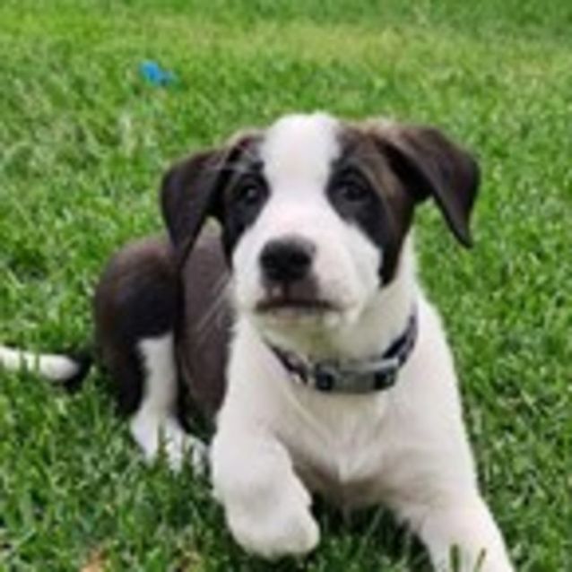 Border Collie Giving Out Good Night Kisses Melts Hearts Online