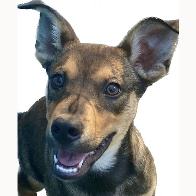 Photo of Bodhi