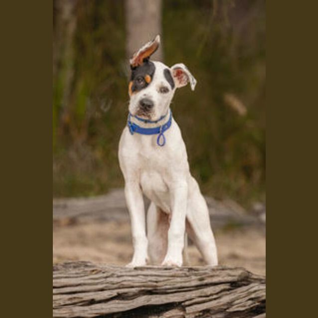 Photo of Bandit   4 Month Old Bull Arab X (Trial)