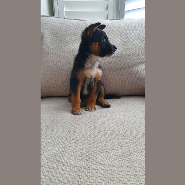 Photo of Hazel   2 Month Old Cattle Dog X (Trial)