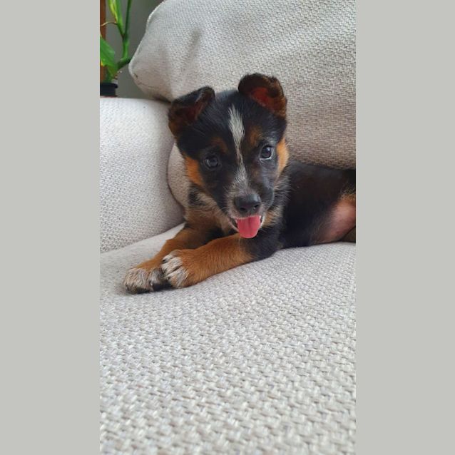 Photo of Hazel   2 Month Old Cattle Dog X (Trial)