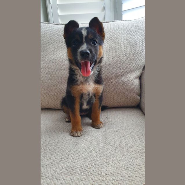 Photo of Hazel   2 Month Old Cattle Dog X (Trial)