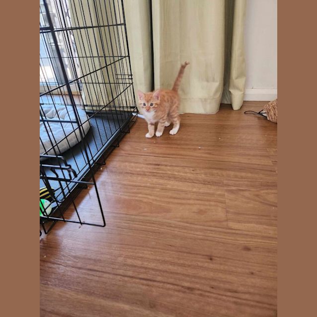 Photo of Tweety