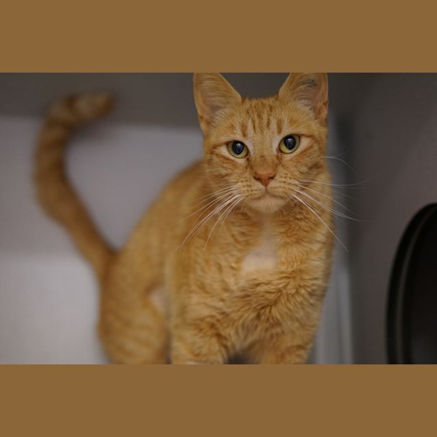Photo of Chevy