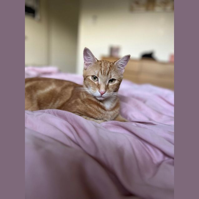 Photo of Gingerbread