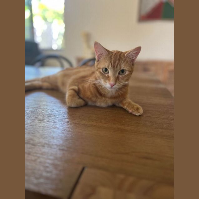 Photo of Gingerbread