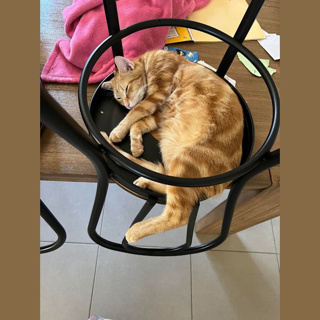 Photo of Gingerbread