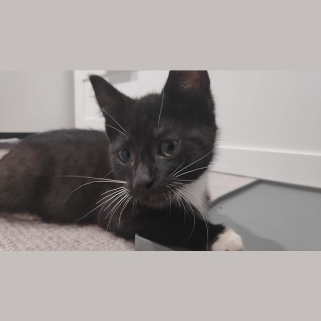 Photo of Freyja