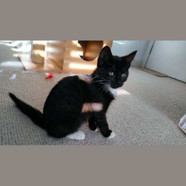 Photo of Freyja