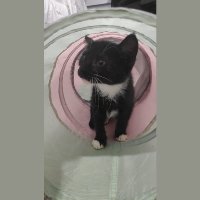 Photo of Sif
