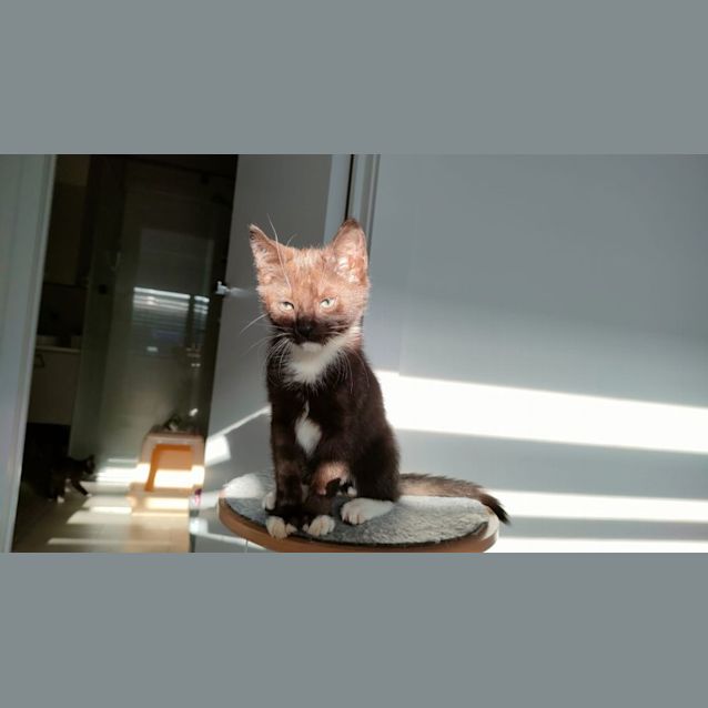 Photo of Thor