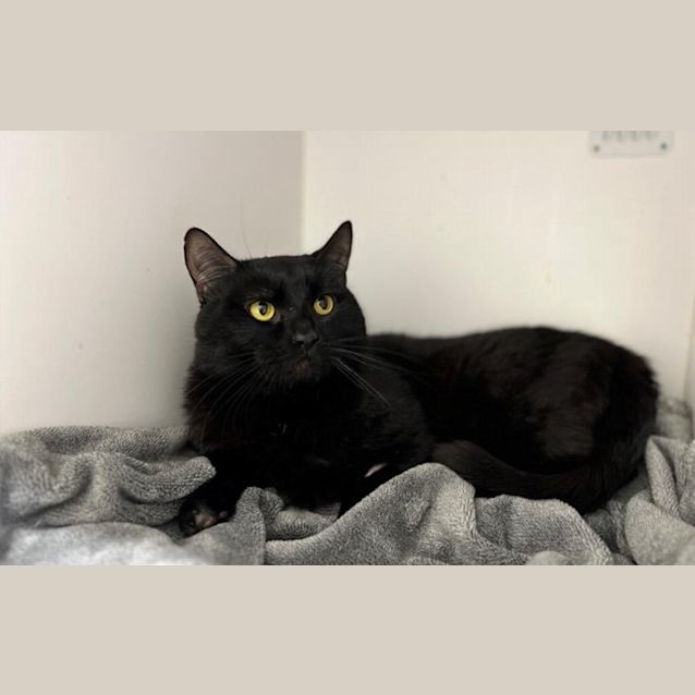 Photo of Salem