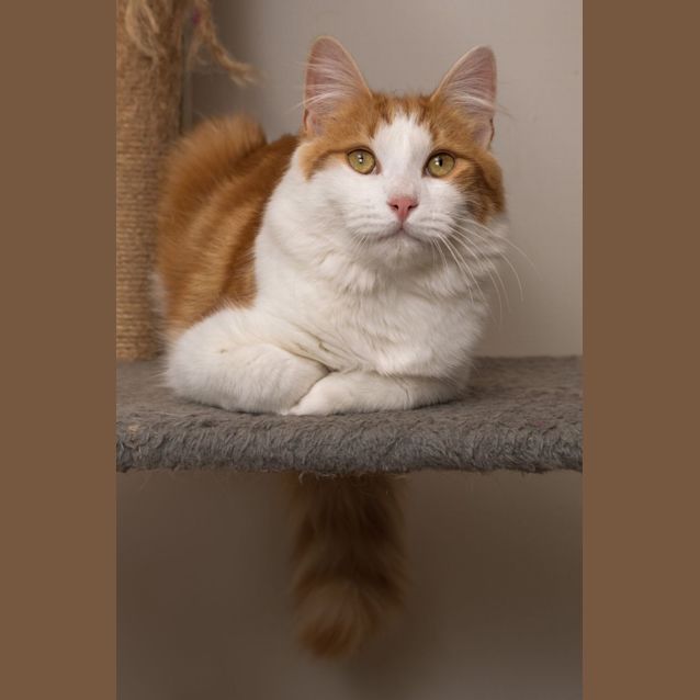 Photo of Chilli**2nd Chance Cat Rescue**