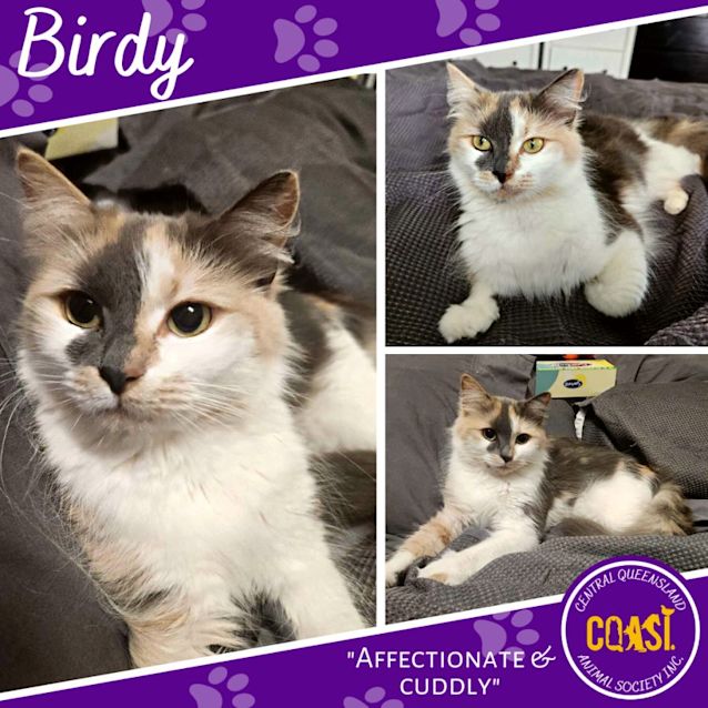 Photo of Birdy