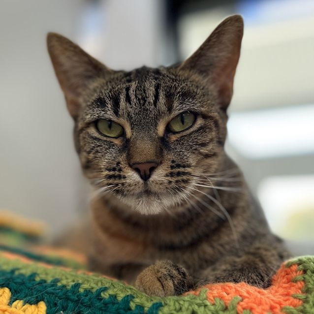 Photo of Dot (Bonded To Kimmy)