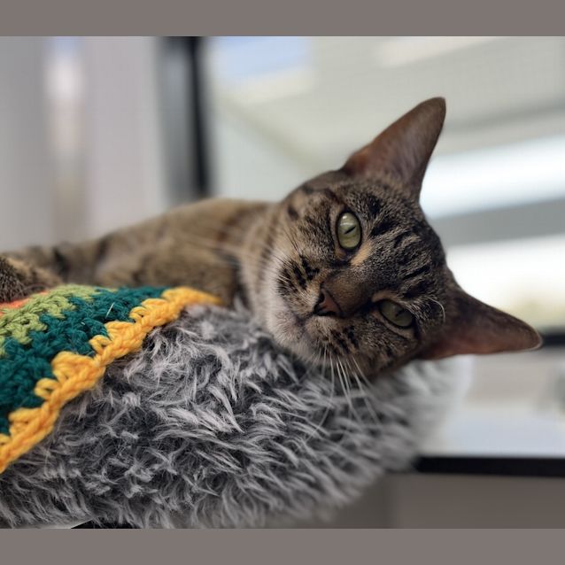 Photo of Dot (Bonded To Kimmy)
